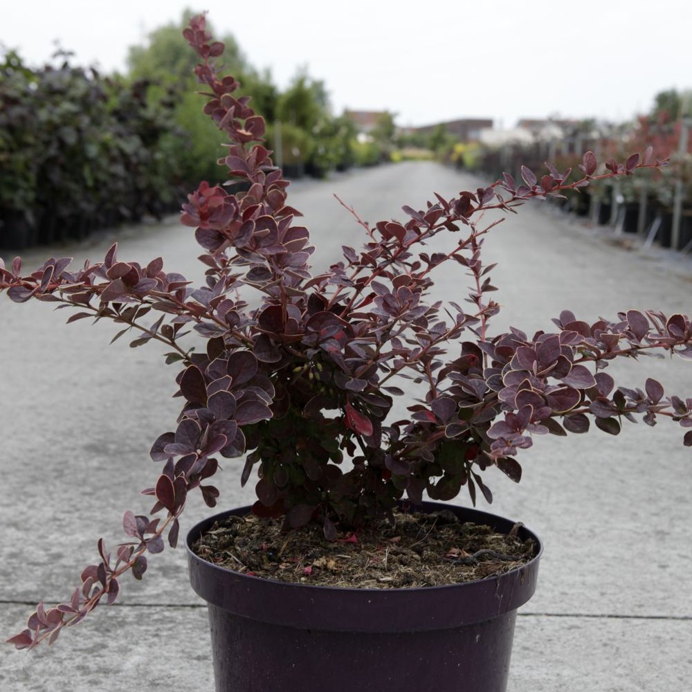 Épine-vinette de thunberg 'toscana' pot de 2l/3l