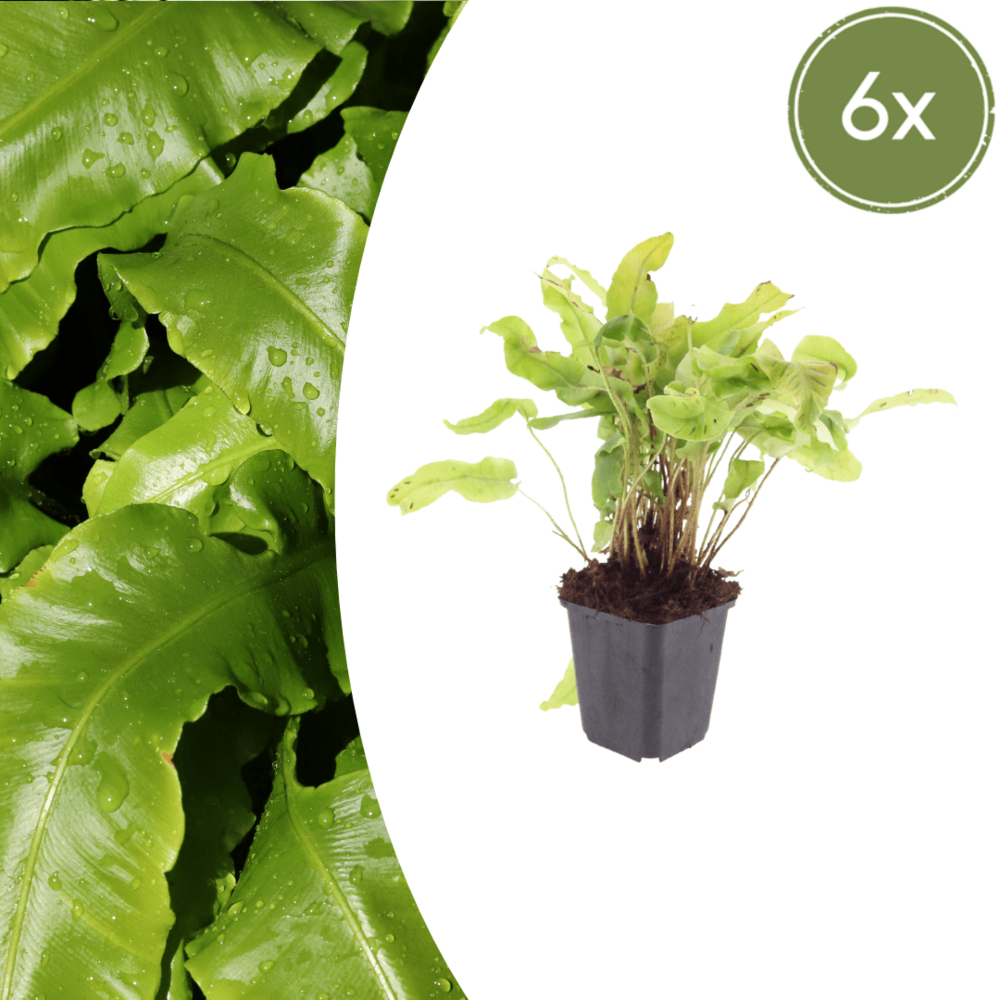 Lot de 48 - fougère langue de cerf (asplenium scolopendrium) ''