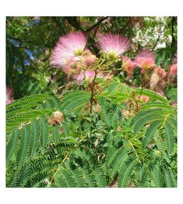 Arbre à soie ombrella® 'boulbri', albizia pot de 3l - 20/40 cm