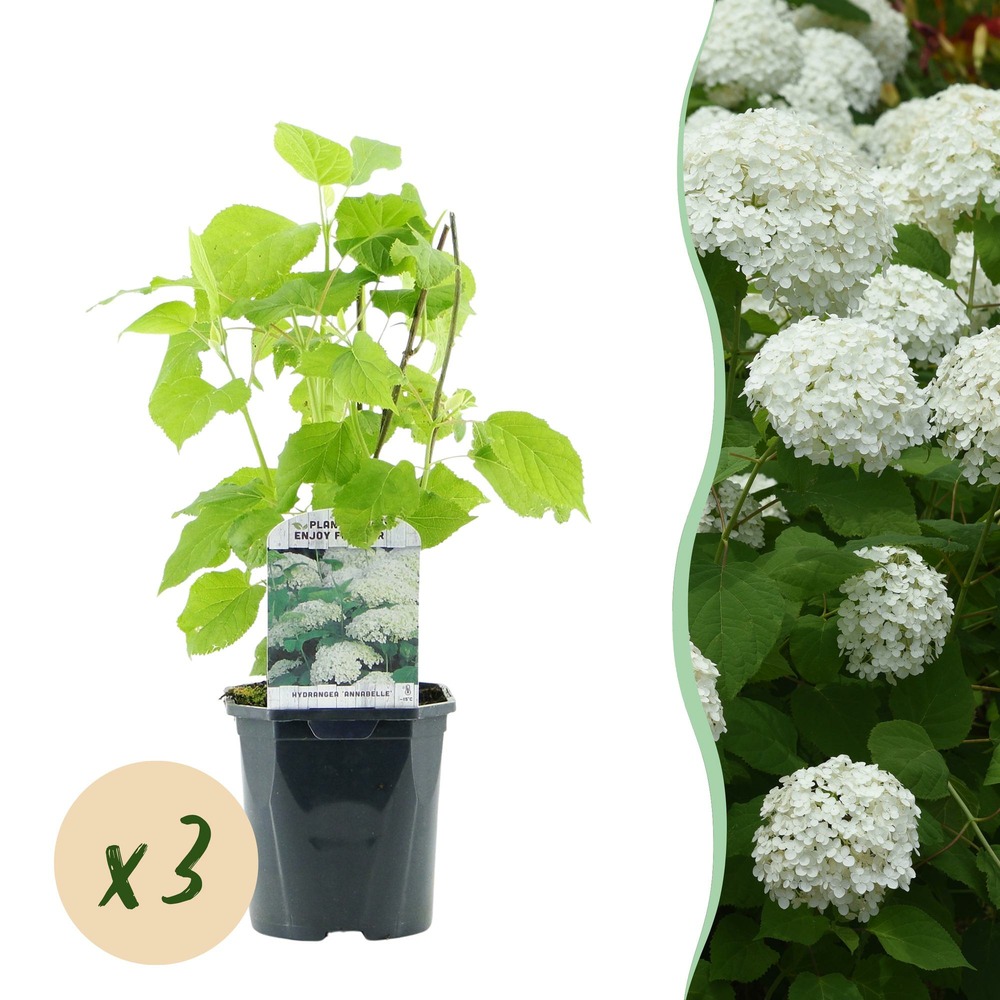 Hortensia annabelle – lot de 3 – pot 17 cm – hauteur 50 cm