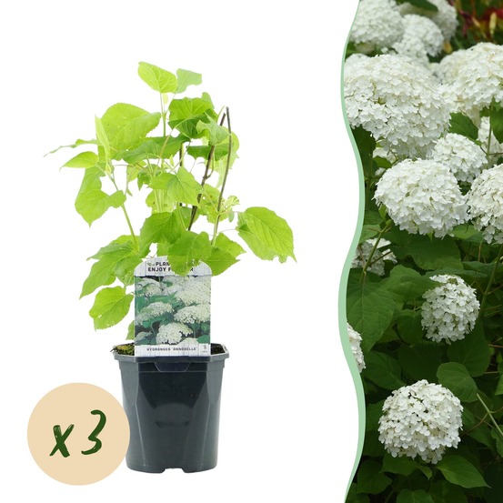 Hortensia annabelle – lot de 3 – pot 17 cm – hauteur 50 cm