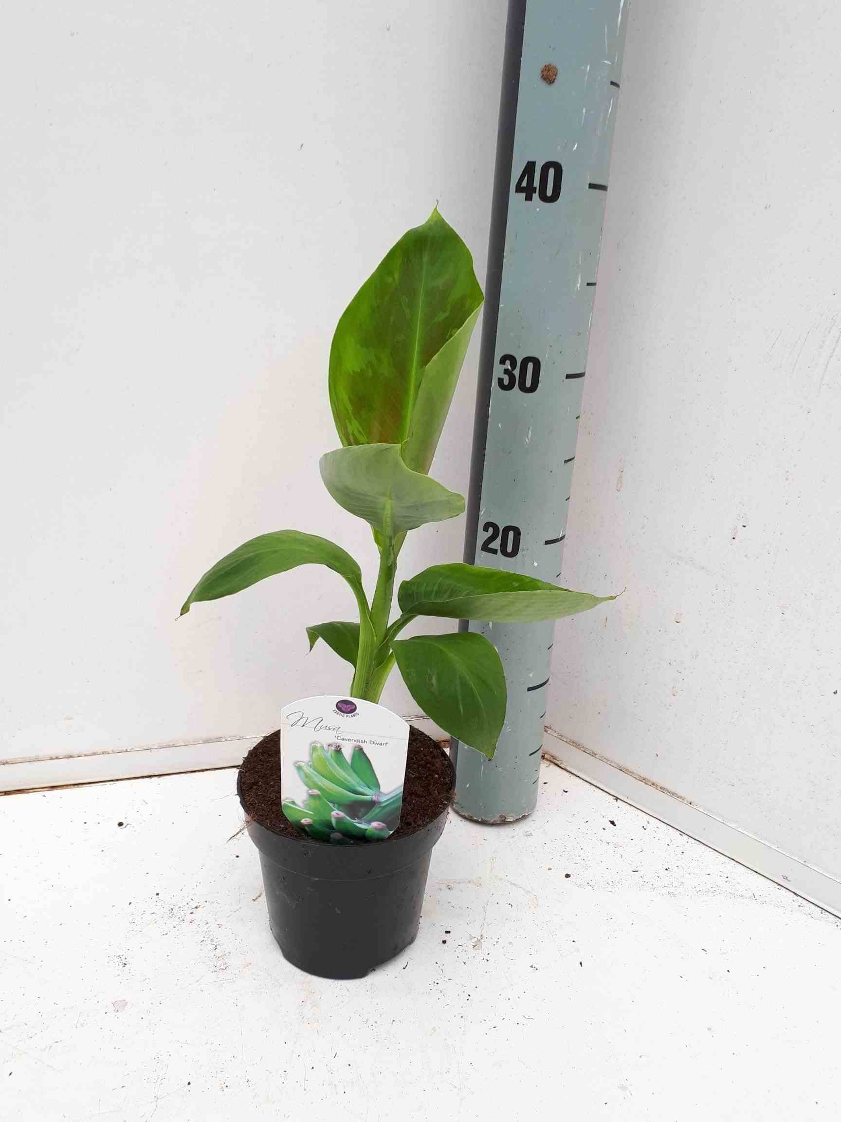 Bananier musa acuminata cv. Super dwarf cavendish specimen   rose - taille pot de 40 litres ? 100/120 cm