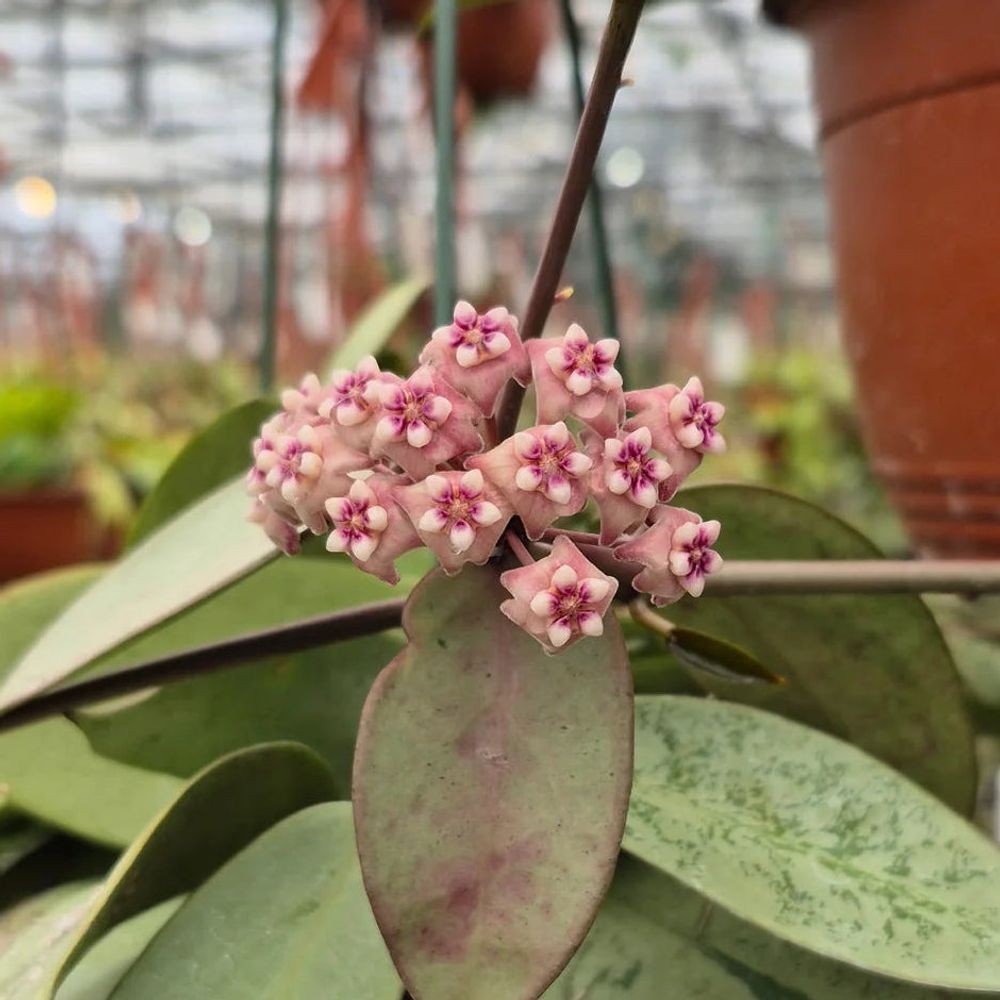Hoya silver dollar - plantes d'intérieur