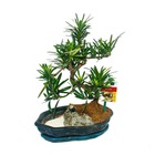 Tranche de pierre bonsaï - podocarpus - paysage rocheux avec miniature en porcelaine - bol 25cm