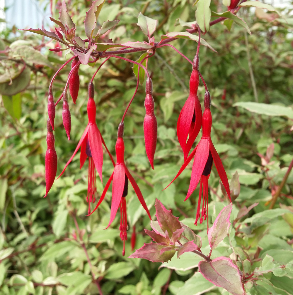Fuchsia de magellan 'tricolorii' pot de 2l/3l
