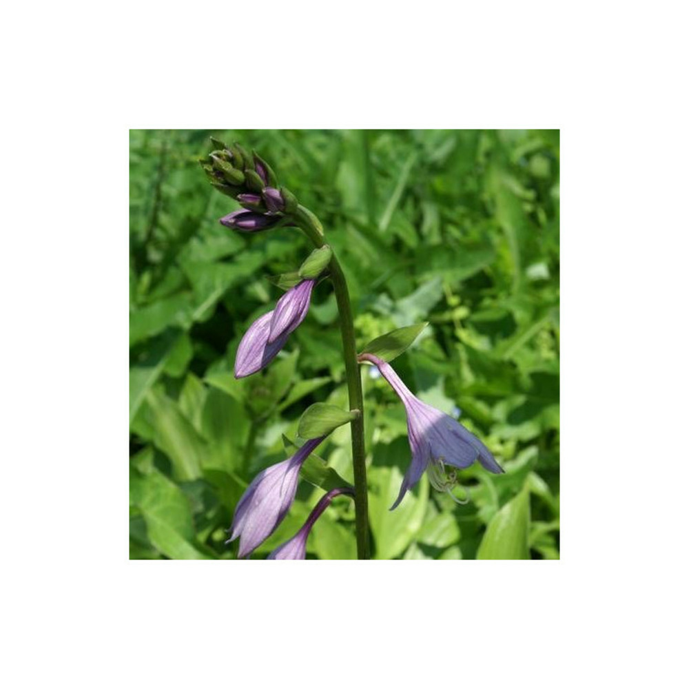 Hosta elata lot de 5 godets