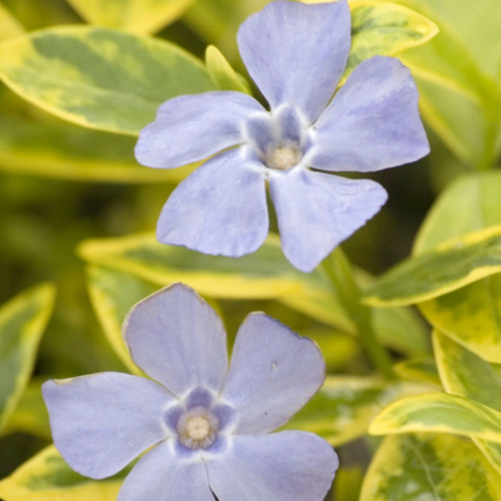 Pervenche aureovariegata lot de 5 godets