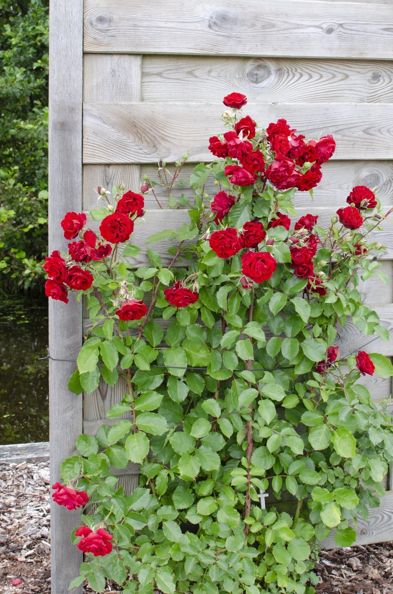Rosier rouge - lot de 3 - ↨65cm - ø15 - plante d'extérieur