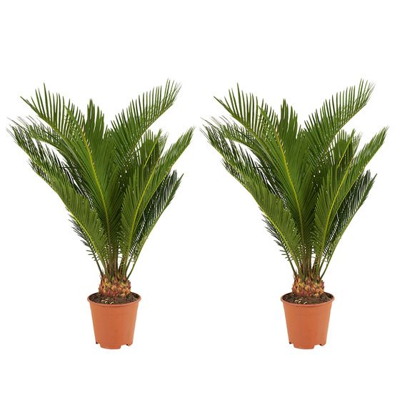Lot de 2 - cycas revoluta - palmier de la paix - sagoutier - h. 40-50 cm - p. 15 cm