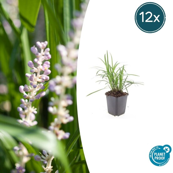 Ophiopogon - herbe aux turquoises 'monroe white' x12 – entre 0,75 et 1m2