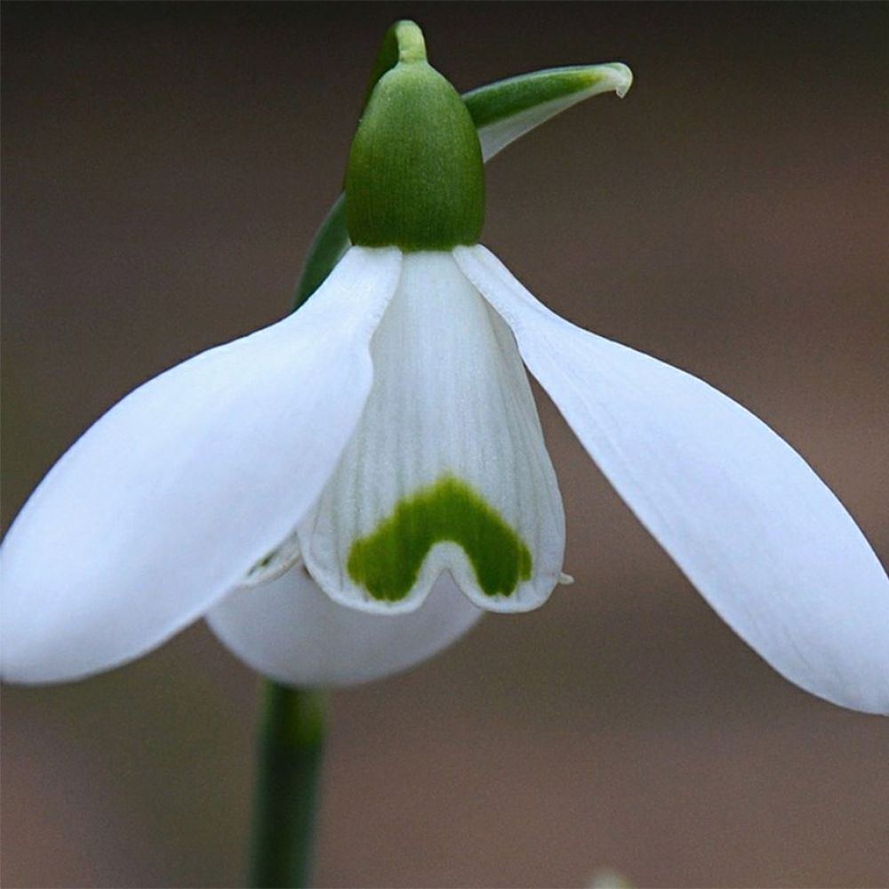 Perce-neige 'sam arnott' bulbe calibre 5+ (par 3)