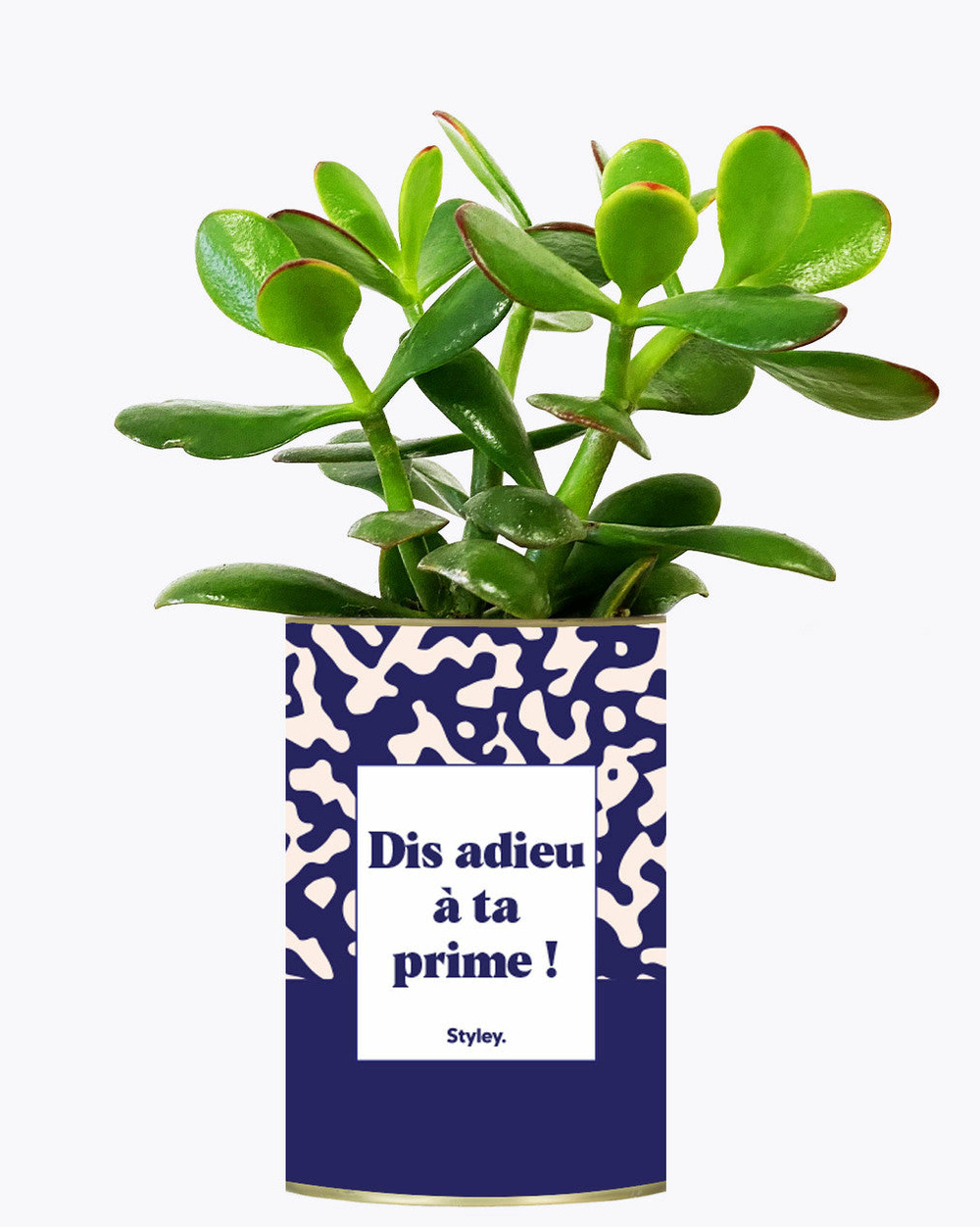 Plante facile à entretenir - dis adieu à ta prime ! - cactus