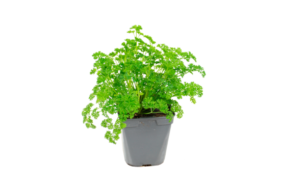 Plant de persil frise pot de 1l