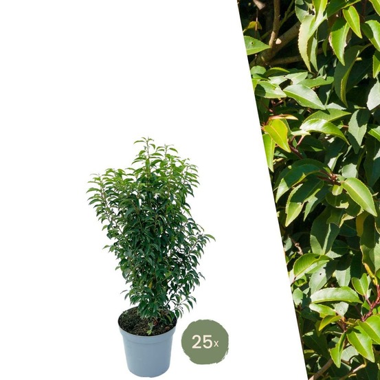 Laurier portugais h100cm pour 10 mètres linéaires de haie 25x12l