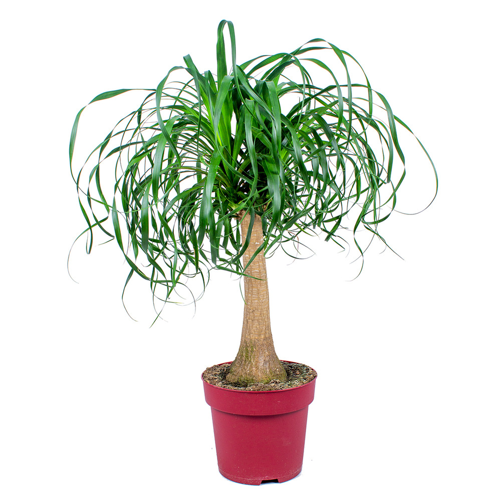 Beaucarnea recurvata - pied d’éléphant - plantes d’intérieur - hauteur 70-90 cm - pot 24 cm