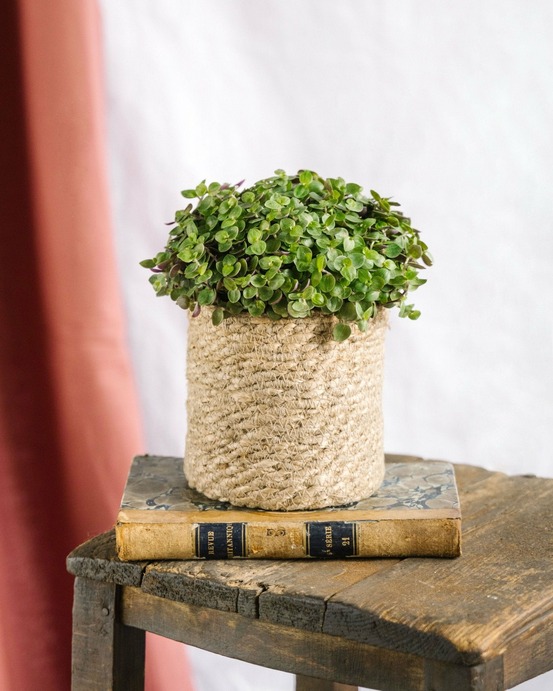 Callisia turtle 15cm - plante d'intérieur