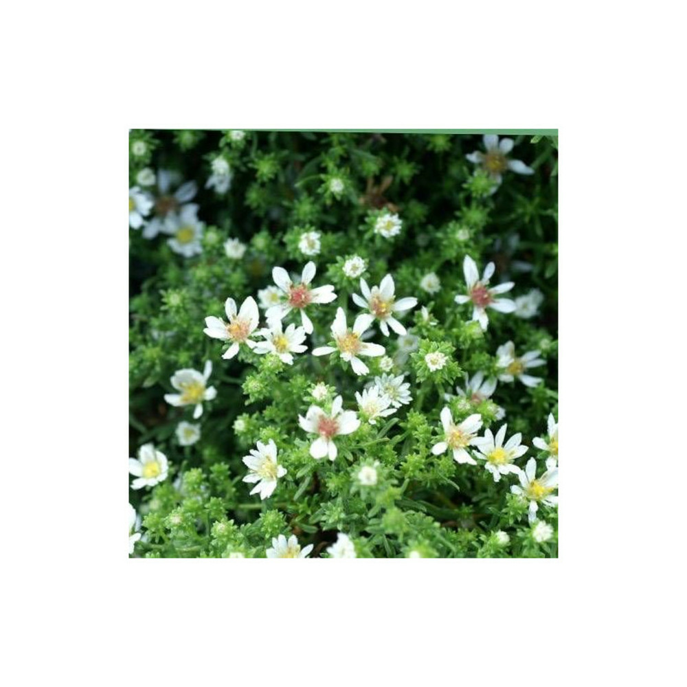 Aster d'automne ericoides snowflurry godet - 5/20 cm