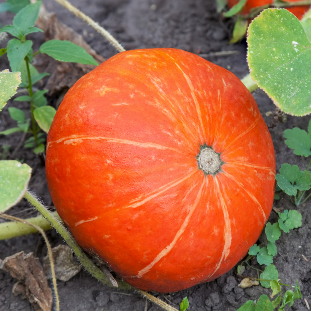 Plant courge halloween en pot