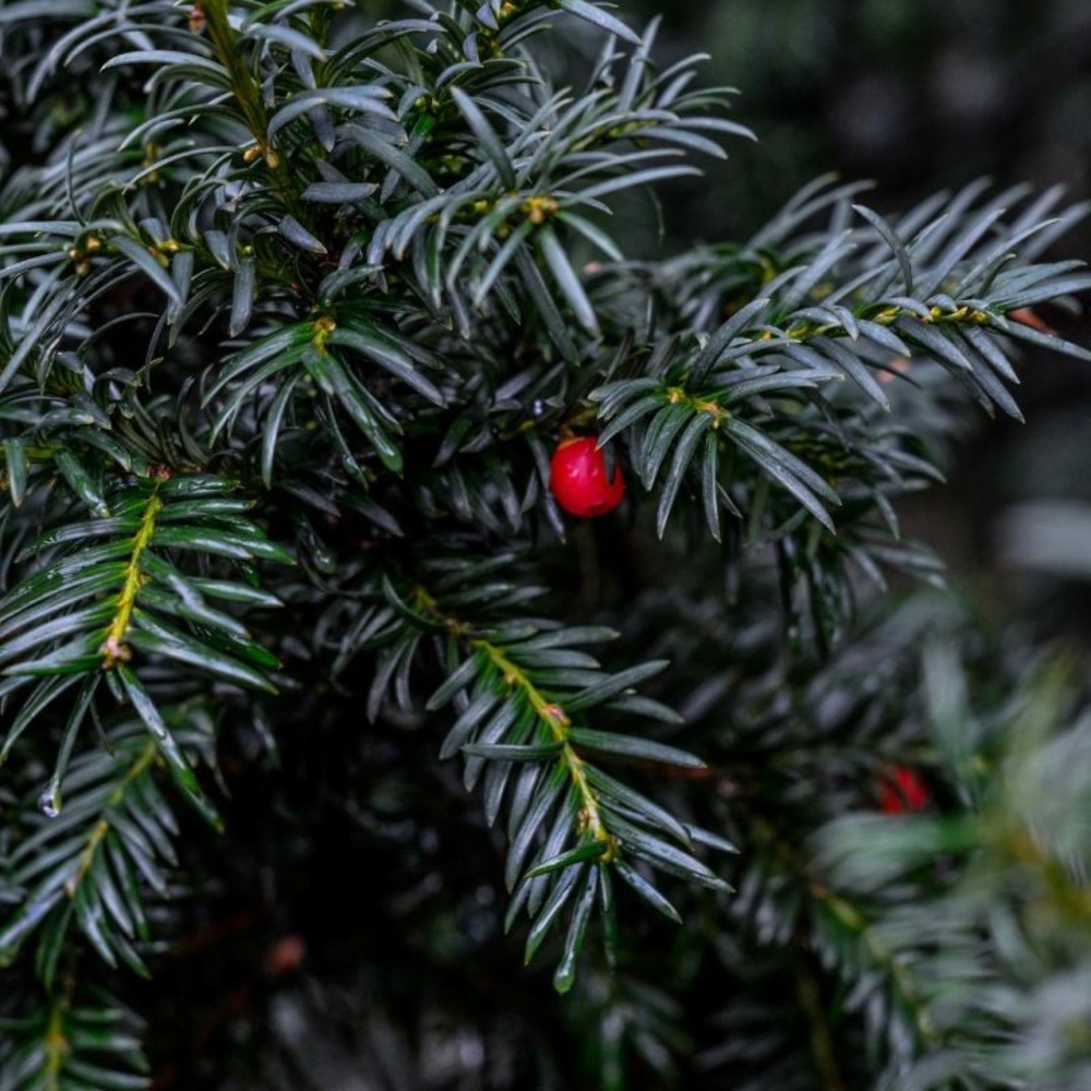If commun repandens - taxus baccata repandens 25/35cm pot 2,5l