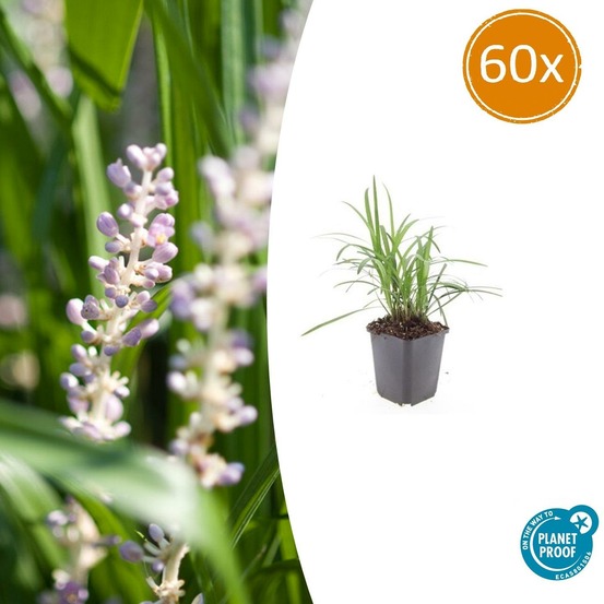 Ophiopogon - herbe aux turquoises 'moneymaker' x60 – entre 3,75 et 5m2