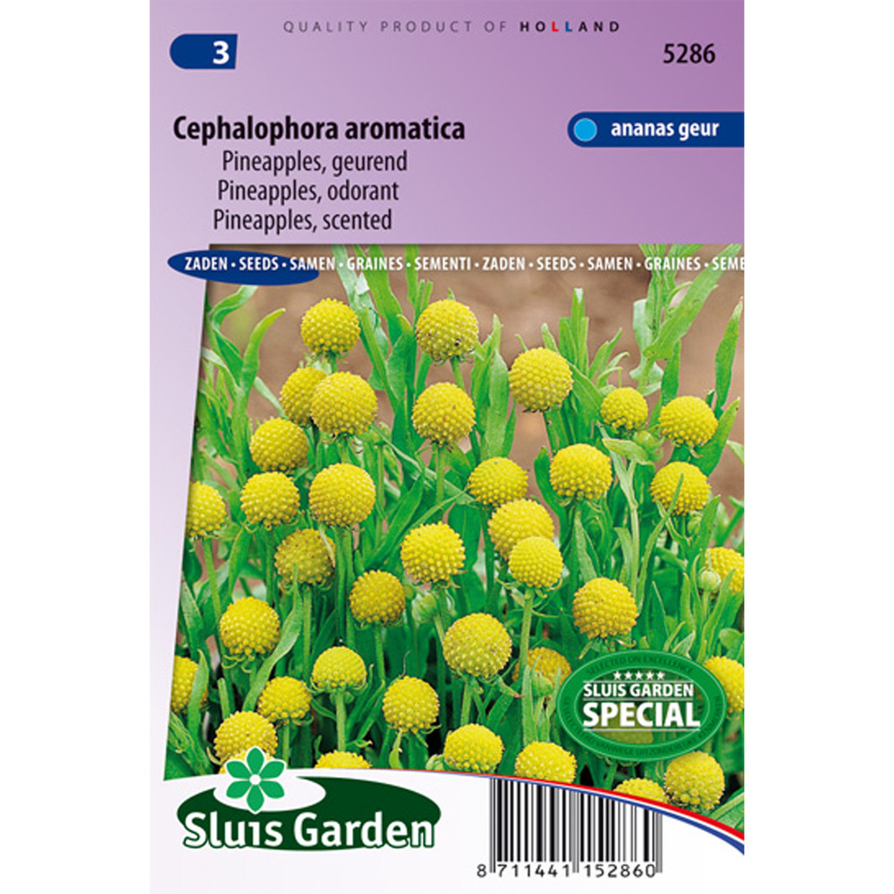 Sauge ananas 'pineapple' le sachet de 700 graines environ (0,2g)