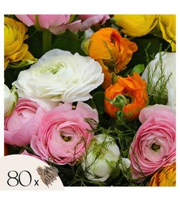 Renoncule - set de 80 - ranunculus - bulbes à fleurs