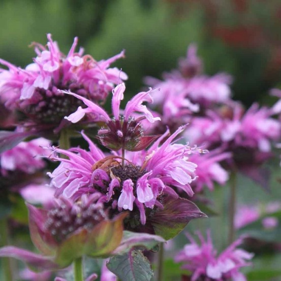 Monarde 'mohawk' godet de 8/9 cm