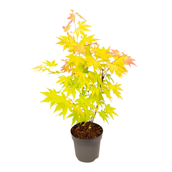 Érable du japon - acer palmatum 'orange dream' - hauteur 25-40cm - ⌀10,5cm