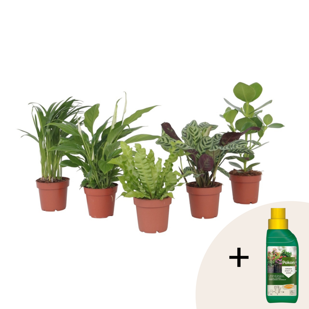 Mélange de plantes purificatrices d'air - set de 5 - hauteur 25-40cm - ⌀12cm