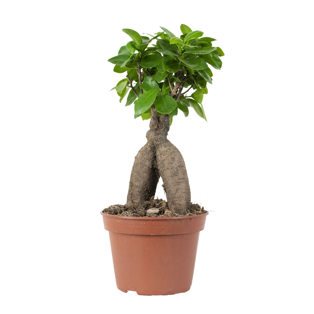 Ficus microcarpa 'ginseng' bonsaï plante d'intérieur ⌀15 cm ↕25
