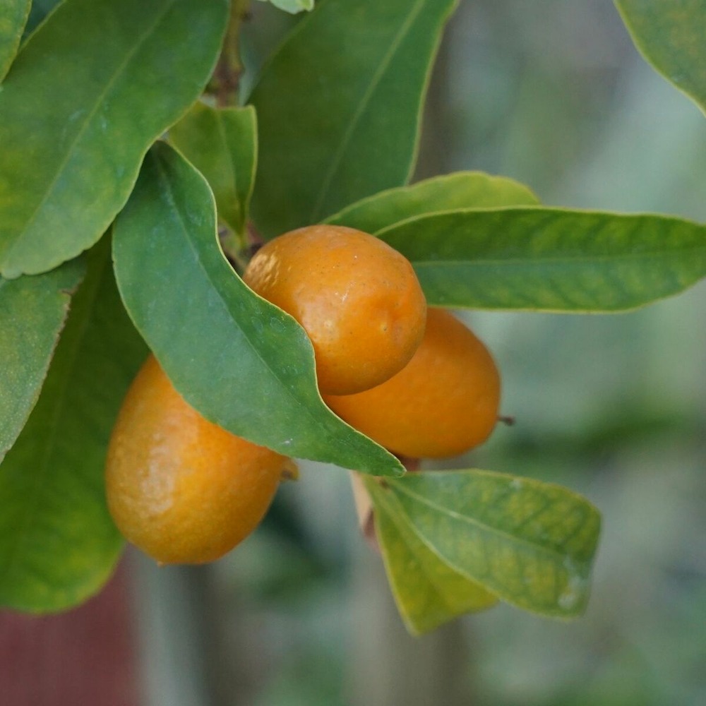 Kumquat margarita pot de 5l - 1/4 tige