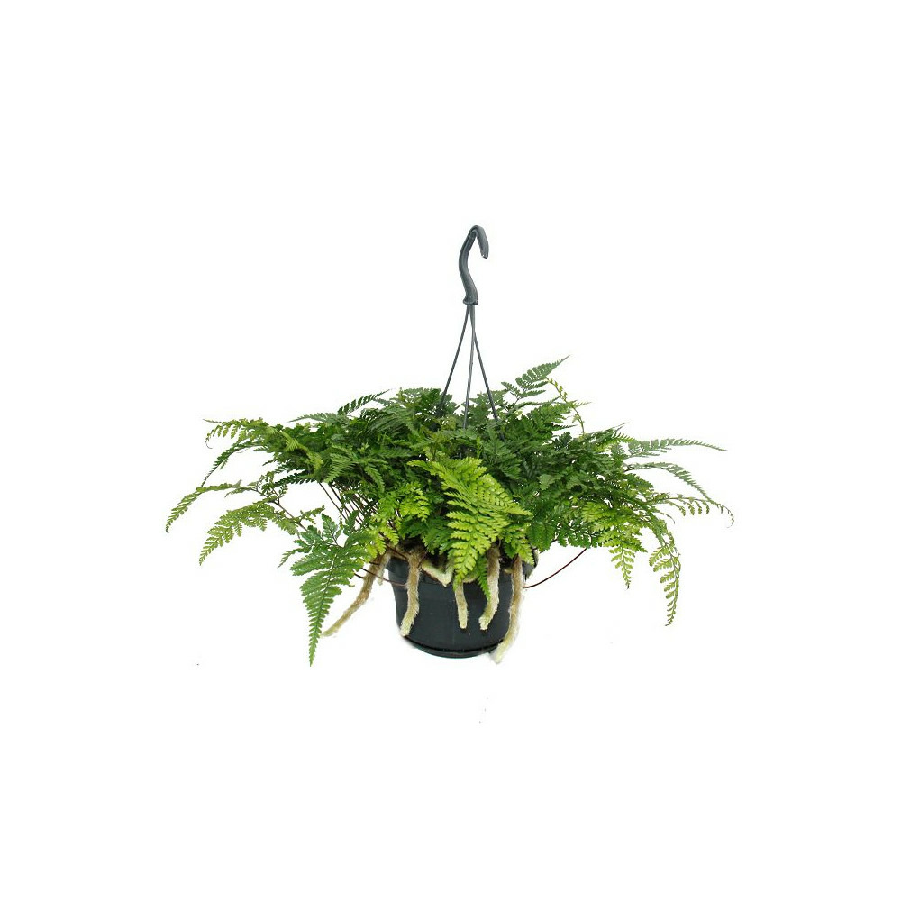 Tarentule, fougère oiseau-fougère araignée-humata tyermannii, davallia, plante d'intérieur, pot à feu tricolore de 14 cm à suspendre