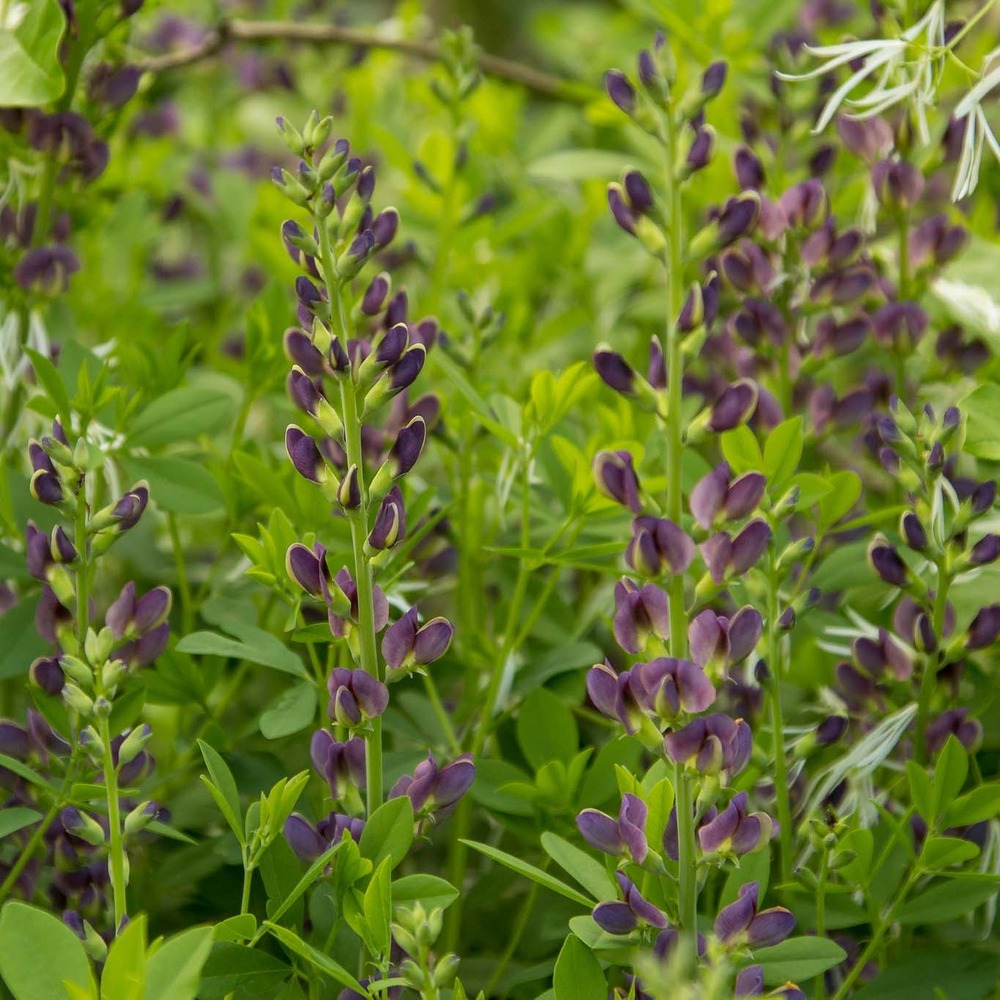 Lupin indigo 'var. Minor dark blue' godet de 8/9 cm