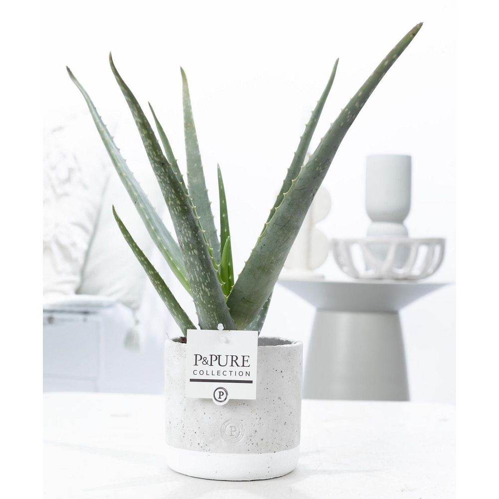 Aloe vera en pot céramique vert jade - ø12cm - ↕45cm - plante d’intérieur