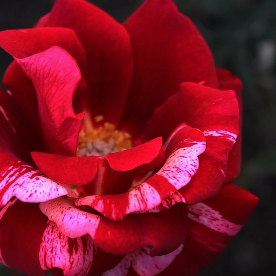 Rosier arbustif la reine de la nuit® 'delstrilum' pot de 3l - touffe