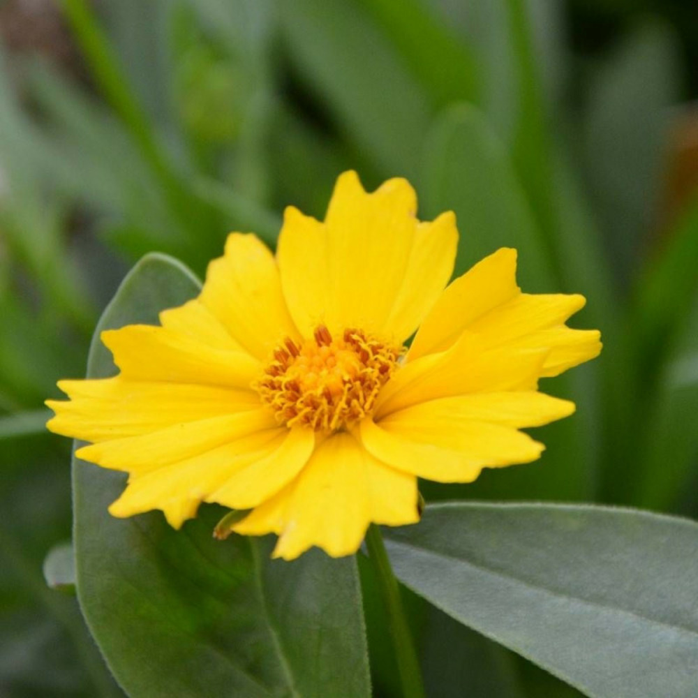 Coréopsis etoile d'or, coréopsis à grandes fleurs lot de 9 godets