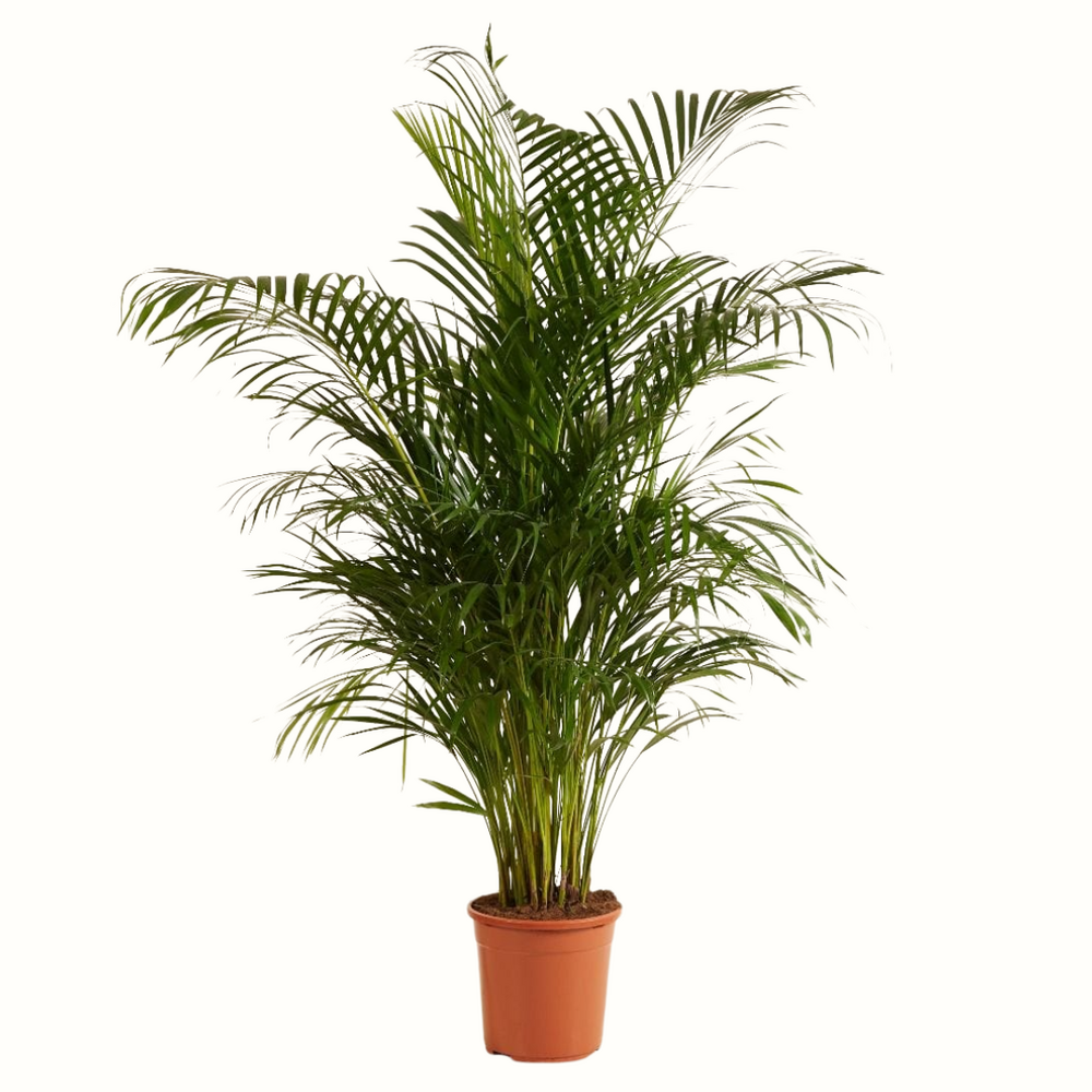 Palmier areca - dypsis lutescens - 140cm