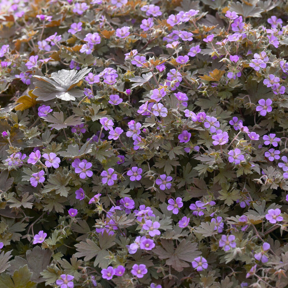 Géranium vivace bob's blunder - le pot / ø 9cm