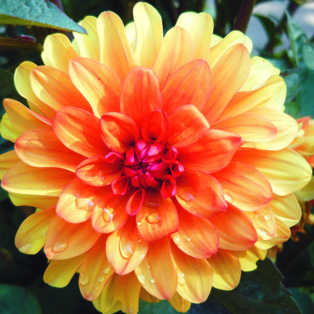 Dahlia gpe décoratif 'david howard' bulbe calibre i