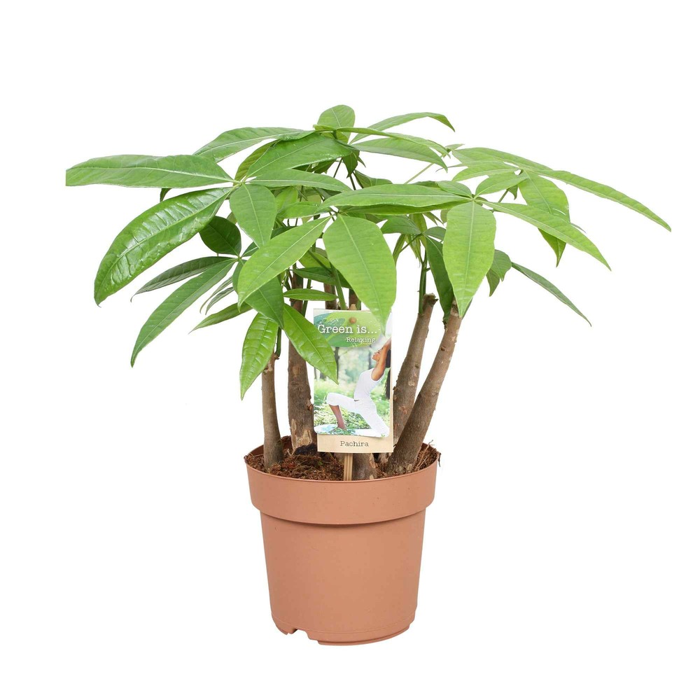 Châtaignier de guyane - le pot / ø 17cm / hauteur livrée 45-50cm