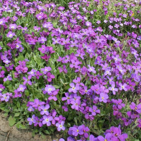 6 x aubriète 'whitewell gem' - aubrieta 'whitewell gem' - godet 9cm x 9cm