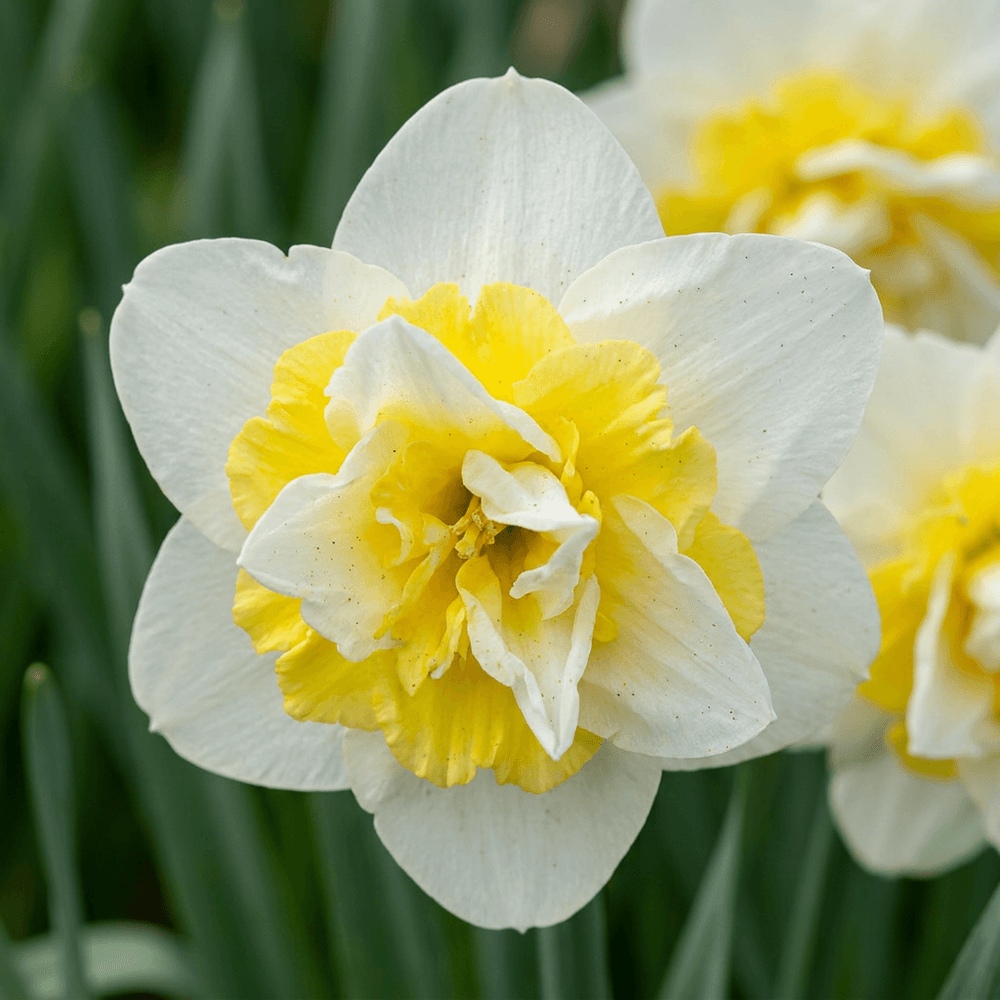 Narcisse 'ice king' (narcissus) - floraison printanière - calibre 12/14 - 80 bulbes