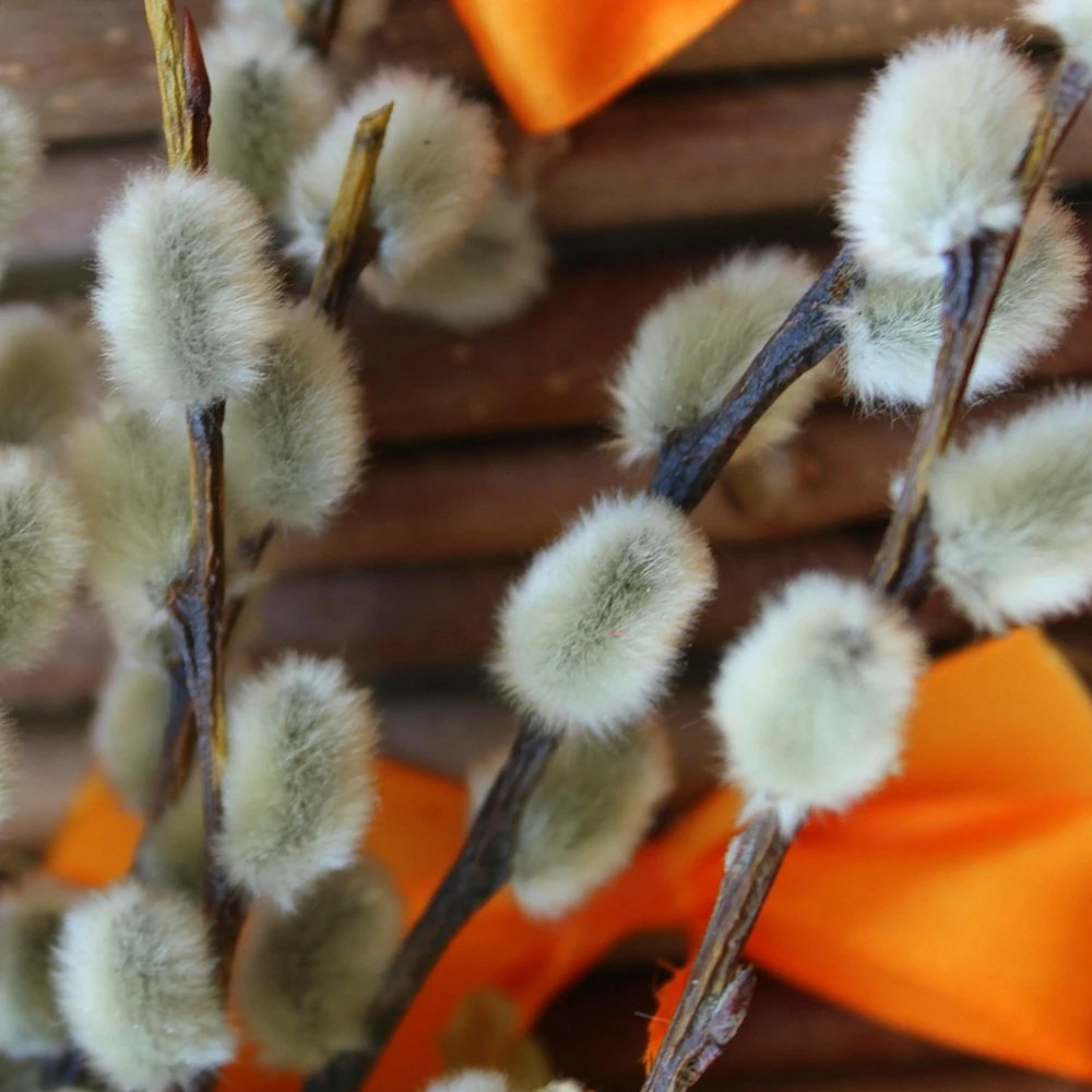 Saule marsault pleureur curly locks, salix pot de 15l - 1/2 tige