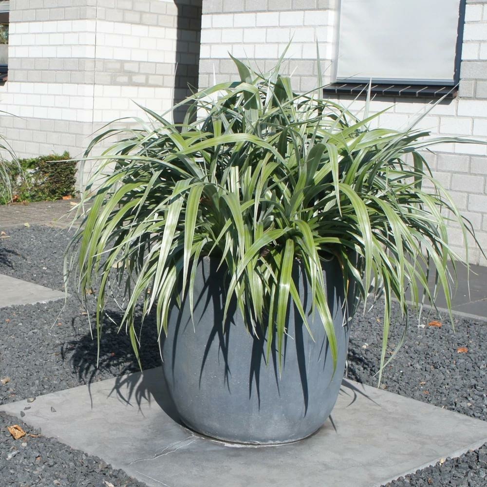 Astelia silver shadow pot de 4l - 20/40 cm