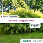 100 x bambou fargesia campbell en pot de 2 l