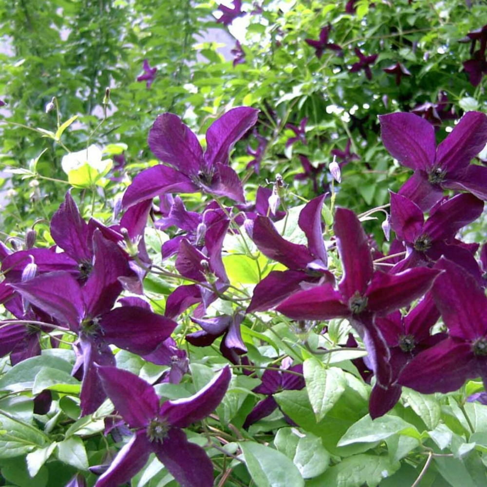 Clématite viticella black prince pot de 1,5l - tuteur bambou 30/60 cm