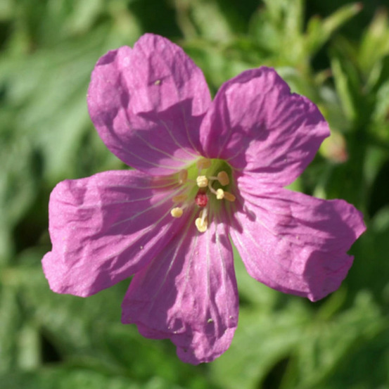 Géranium vivace rosenlicht lot de 9 godets