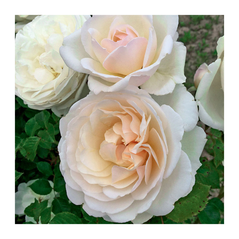 Rosier madame® evevilady racines nues