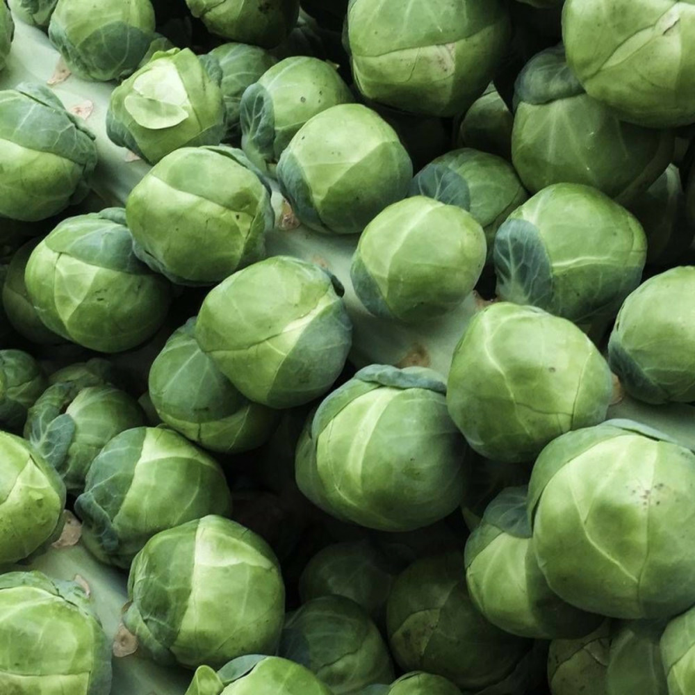 Graines de chou de bruxelles sanda - vilmorin sachet