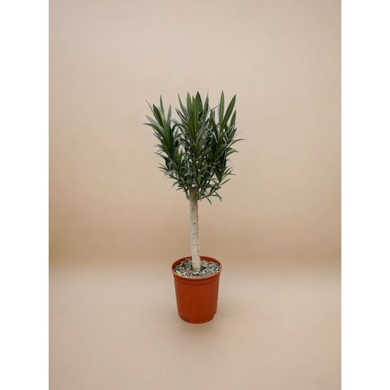 Laurier-rose (nerium oleander) 'blanc'